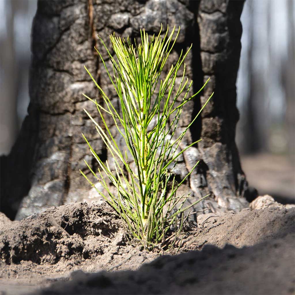 One Tree Planted for Every Artwork Sold