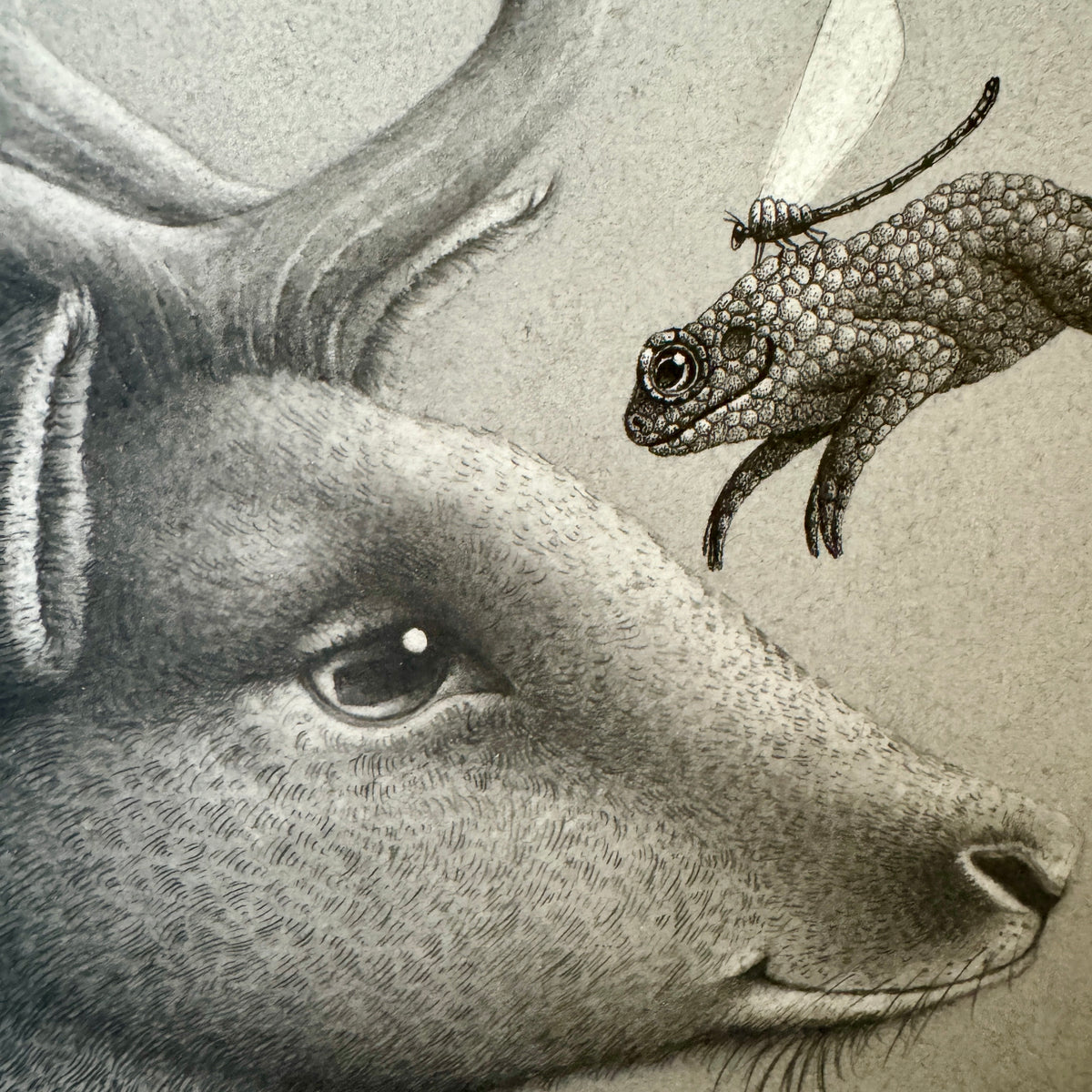 Clove and the Toad Fairies