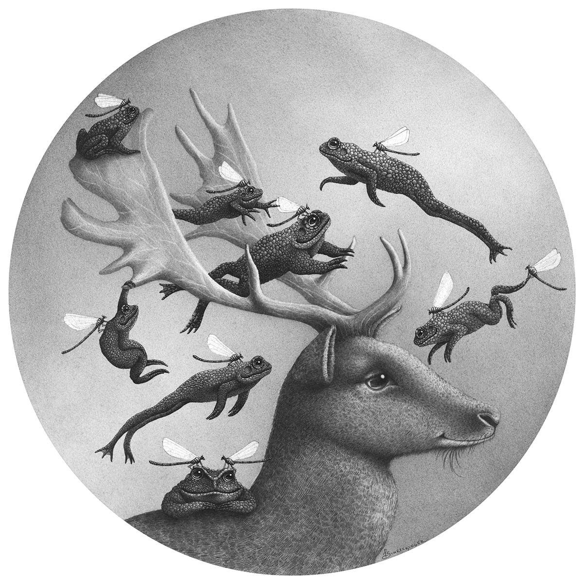 Clove and the Toad Fairies