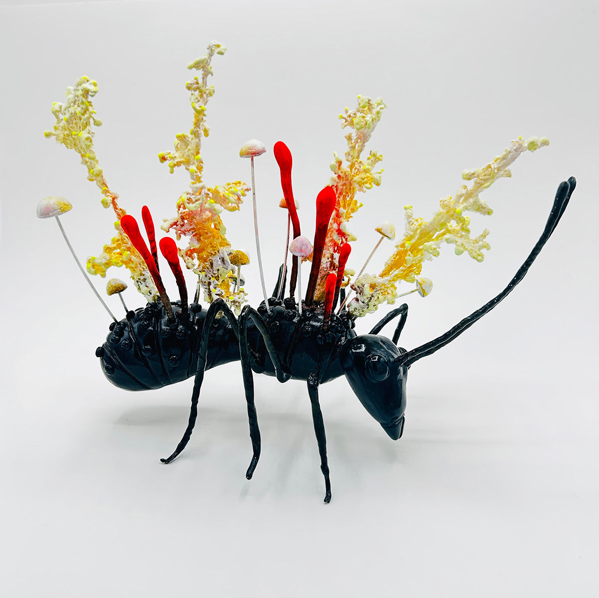 Cordyceps Militaris 2