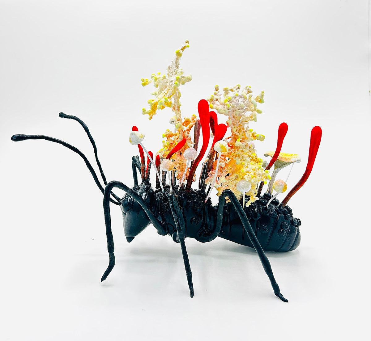 Cordyceps Militaris 3