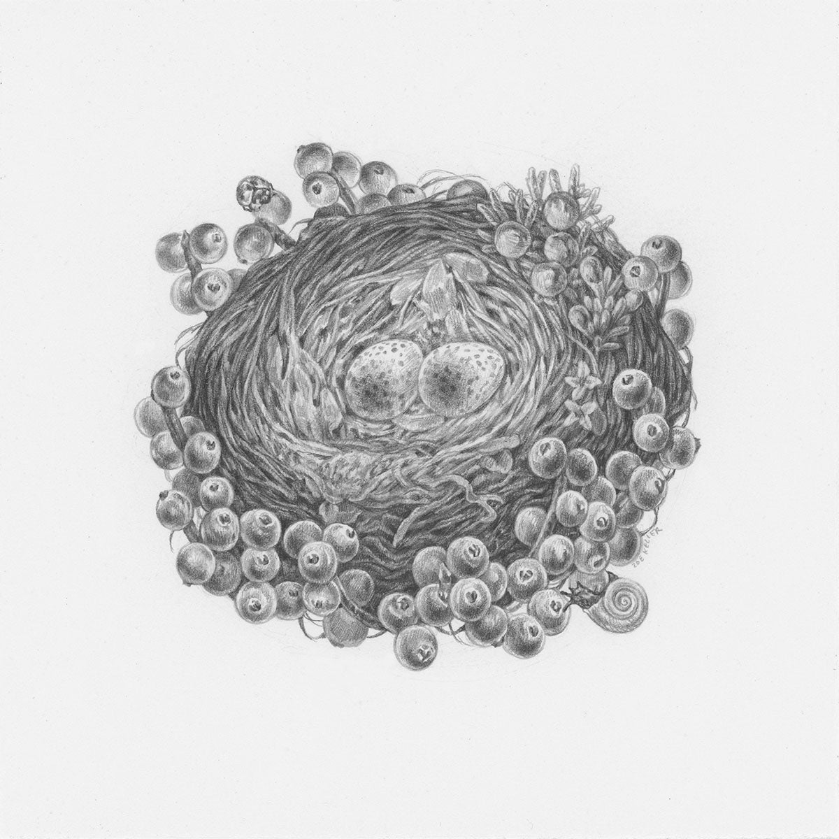 Phainopepla and Mistletoe