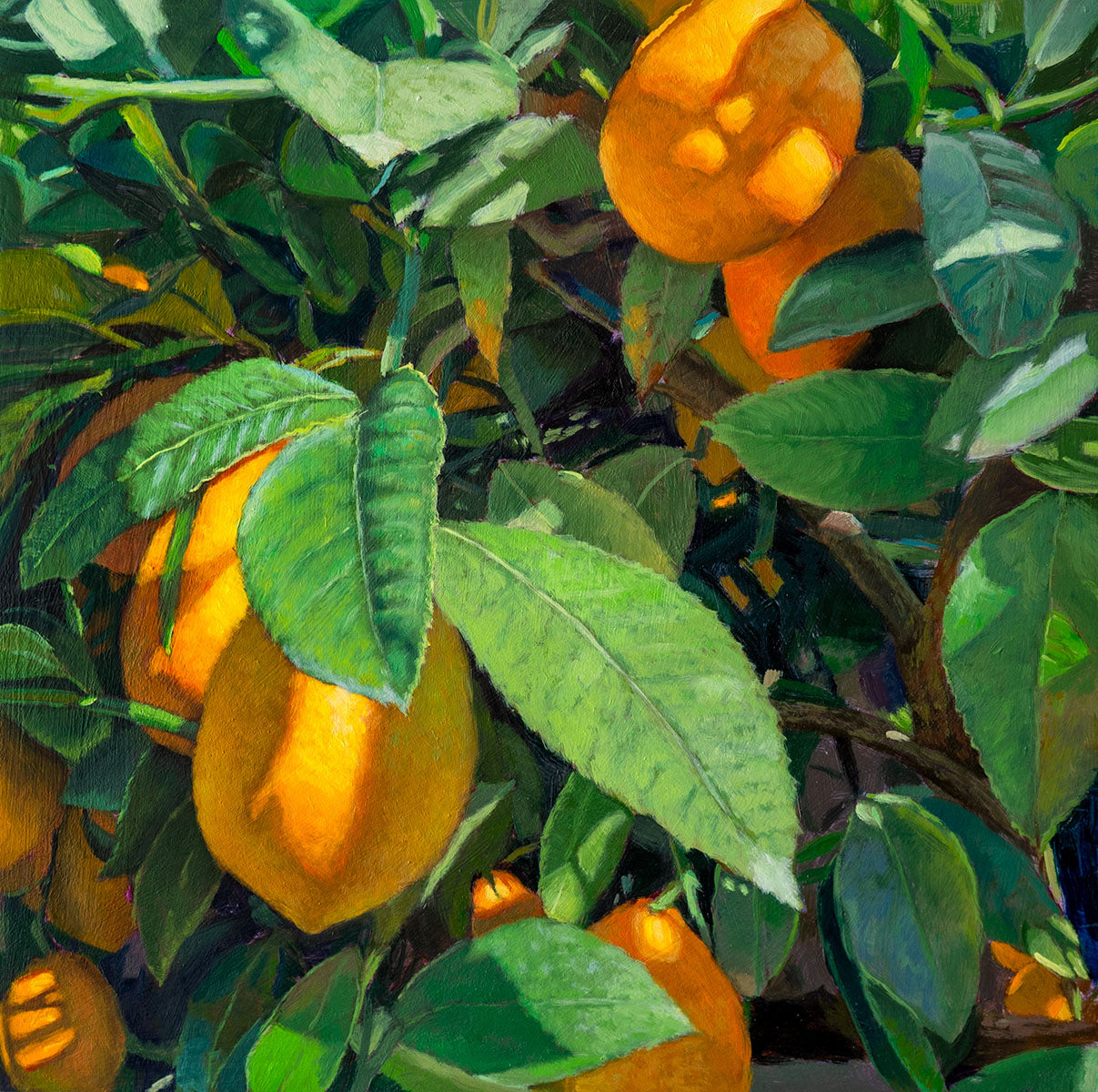 Lindsey's Meyer Lemon Tree
