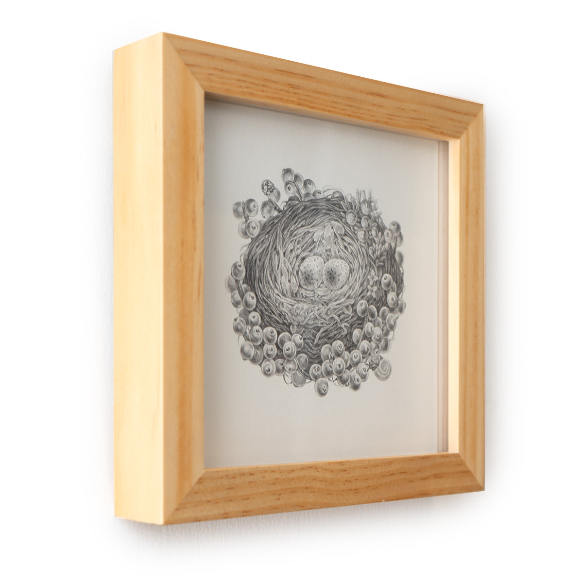 Phainopepla and Mistletoe