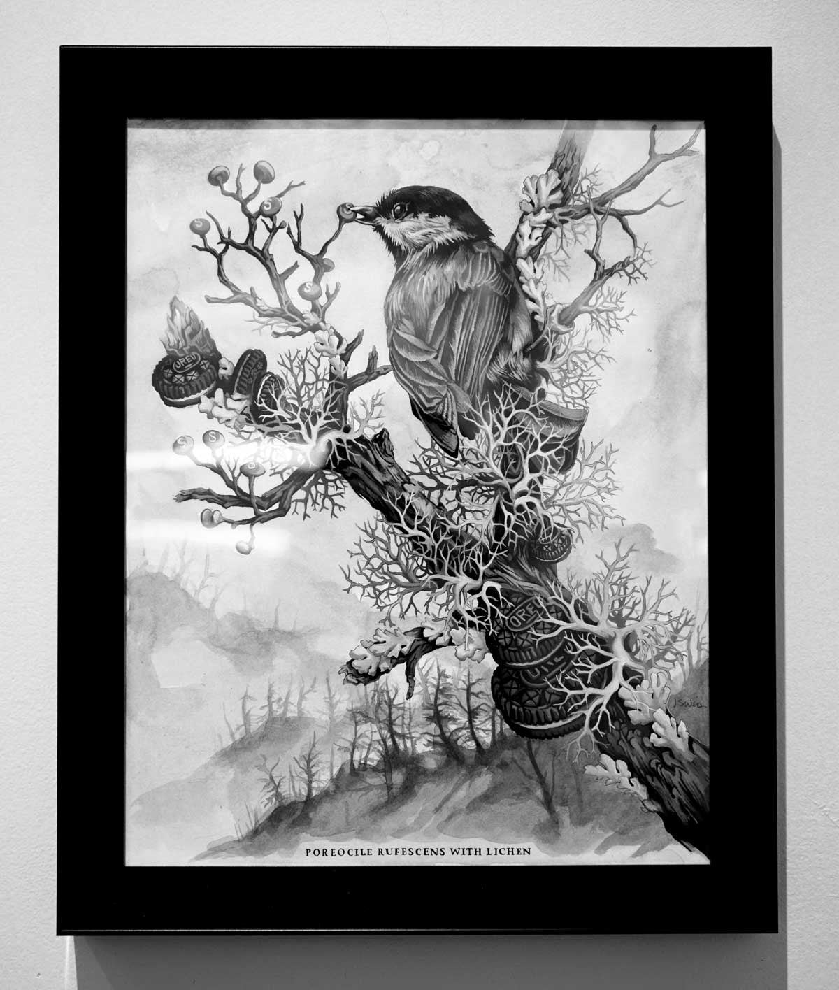 Poreocile Rufescens with Lichen