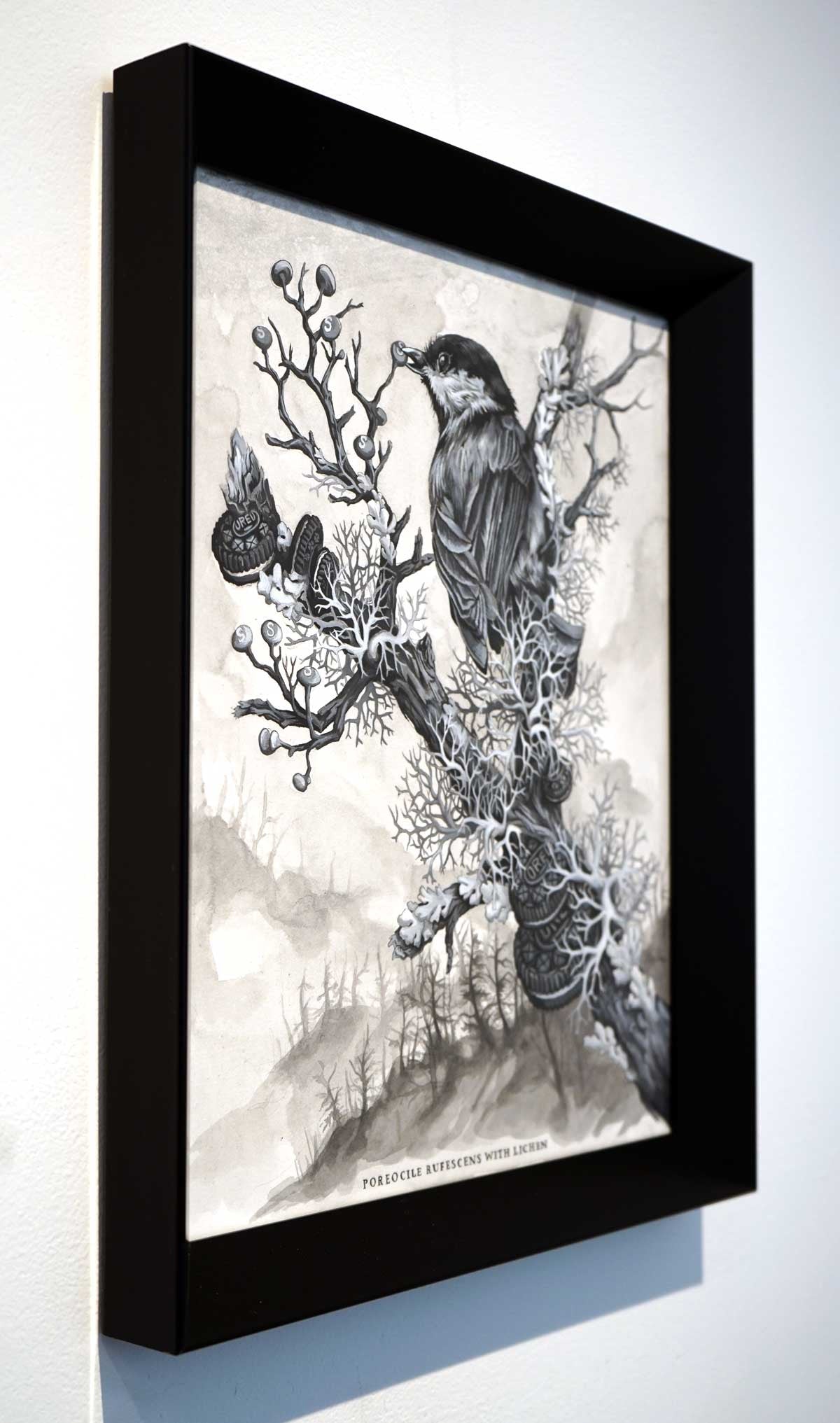 Poreocile Rufescens with Lichen