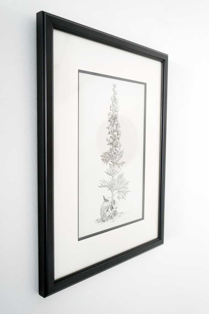 Monkshood (Illustration from The Green Mysteries)