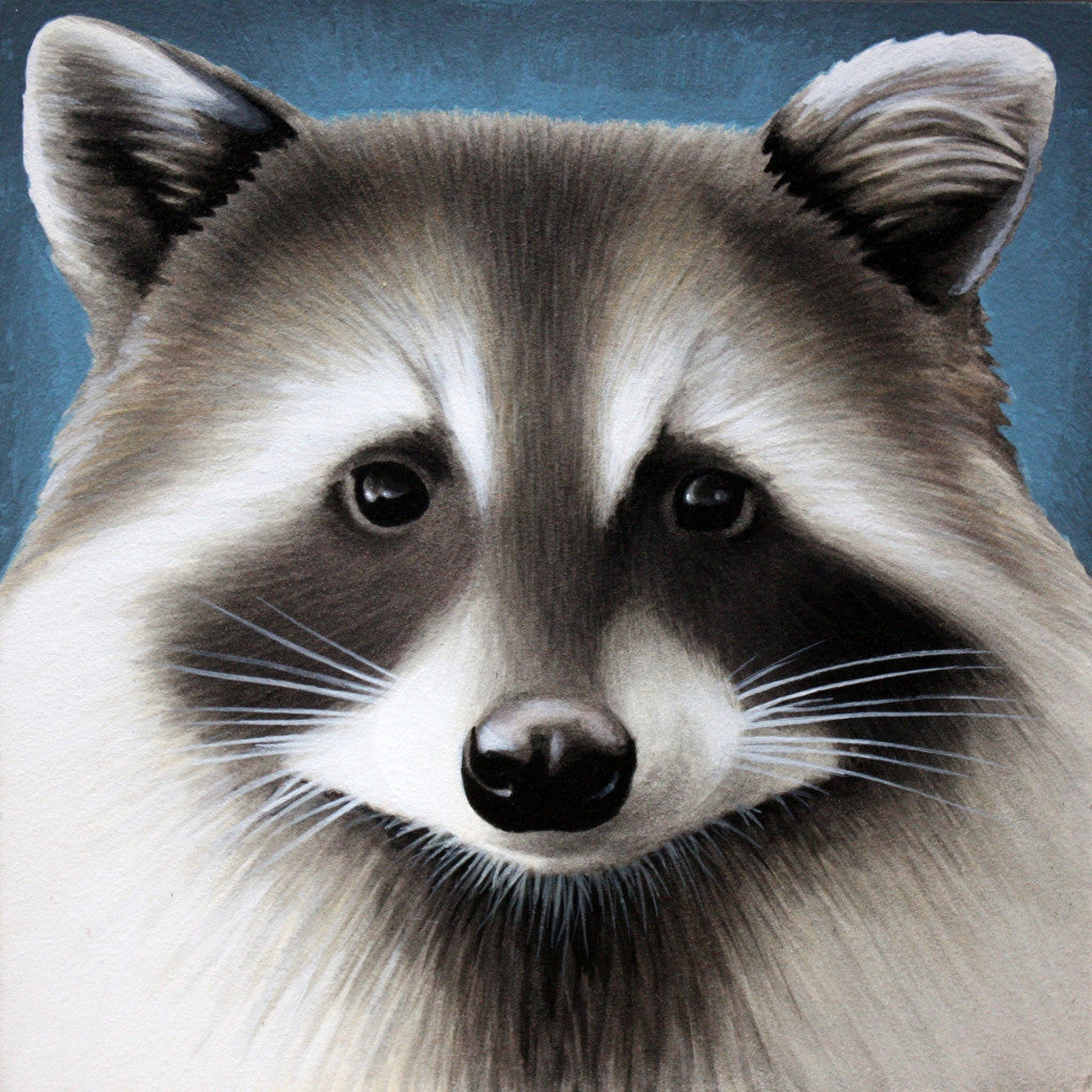 Raccoon Print