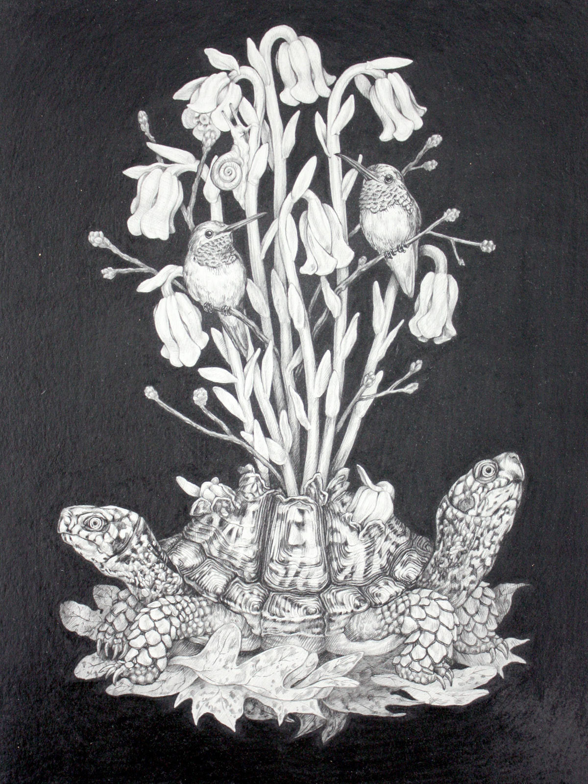 Turtle and Mushrooms