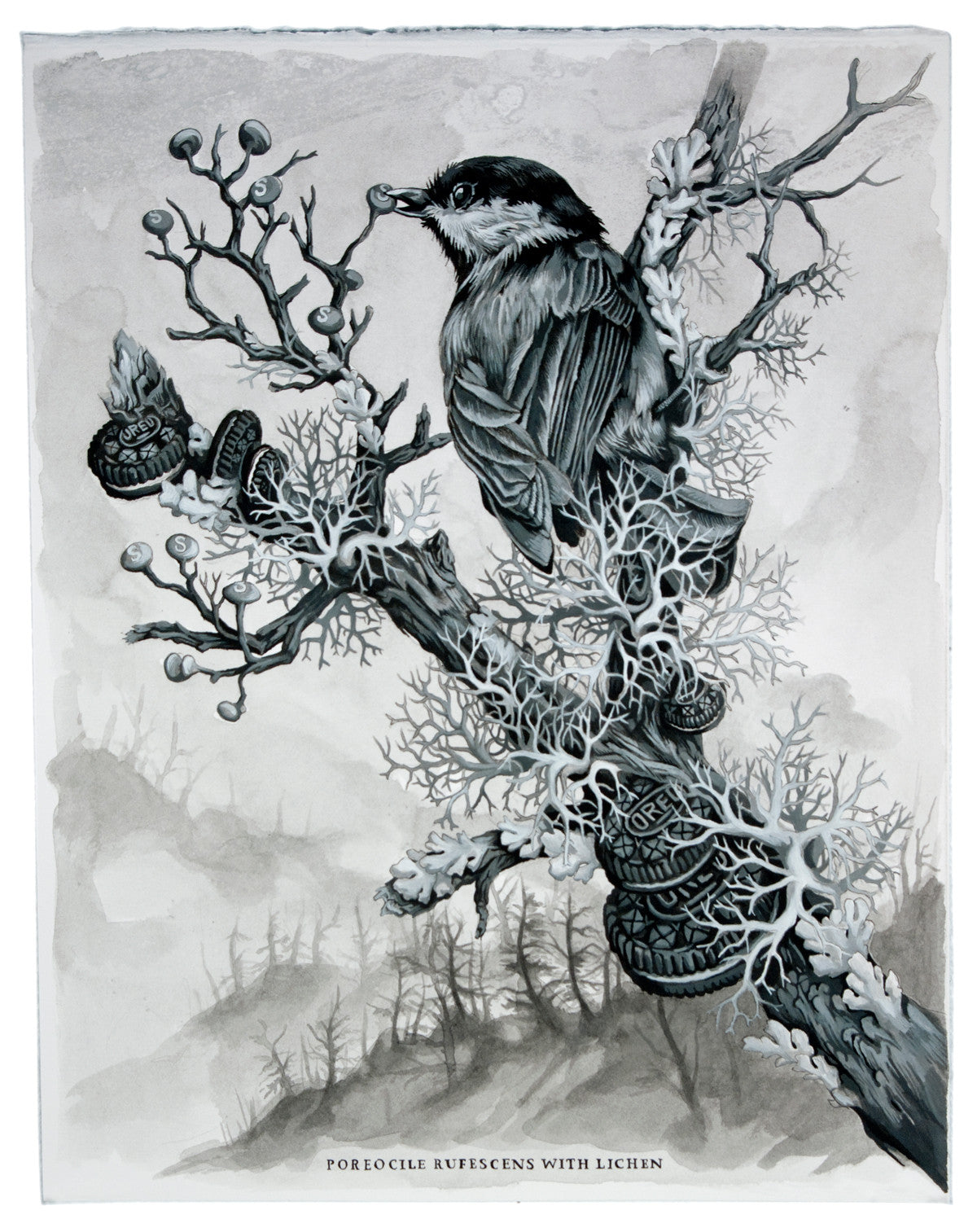 Poreocile Rufescens with Lichen