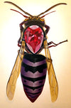 Ruby of the Hive