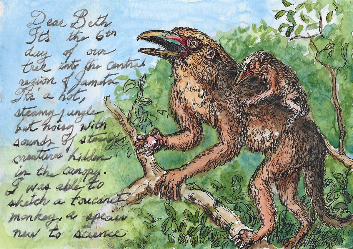 Jamata-Toucanet Monkey