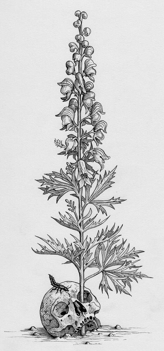 Monkshood (Illustration from The Green Mysteries)