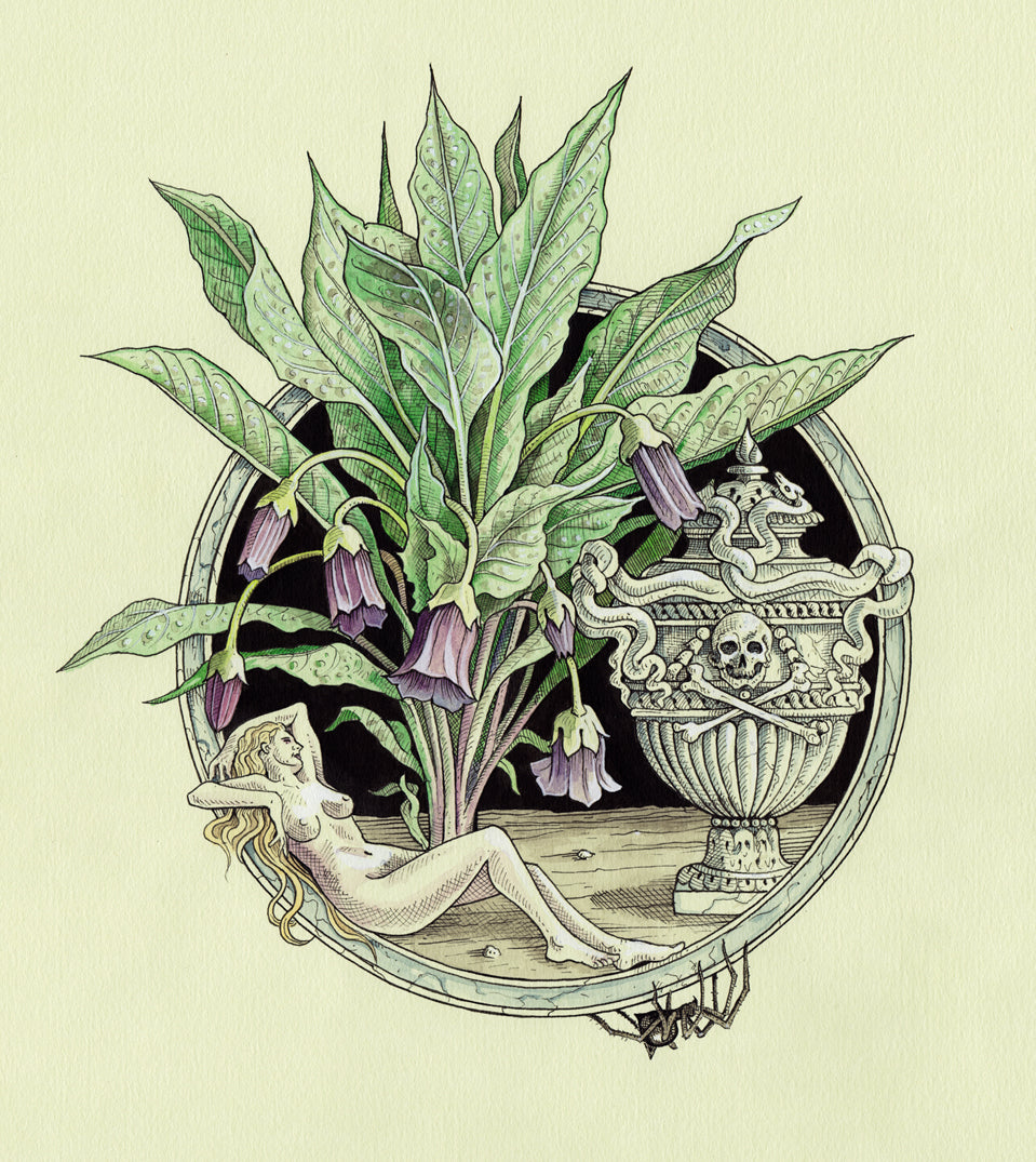 Scopolia (Illustration from The Green Mysteries)